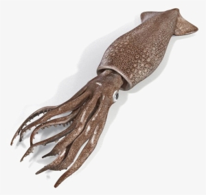 Squid Png Image Transparent - Squid Png #1279596