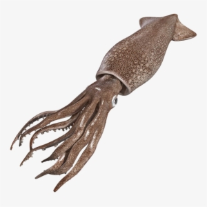 Squid 3d Model Free #1279643