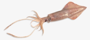 Giant Squid Png - Imagenes De Calamar Png #1279733