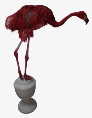 Taxidermy Young Ostrich Dressed As A Pink Flamingo - Ostrich #1279754