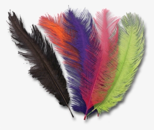 Ostrich Plumes - Feather #1279758