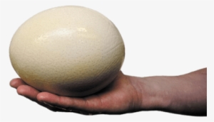 Ostrich Egg - Common Ostrich Egg #1279953