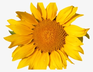 Sunflower Isolated Object Png - Png Object #1279954
