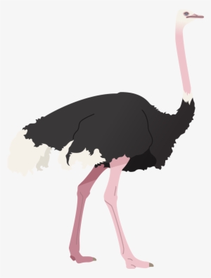 Gomma: Usciamo! Ora! Cd #1280091