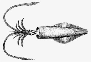 Squid Octopus Line Art Computer Icons - Ilustrasi Cumi Cumi #1280128