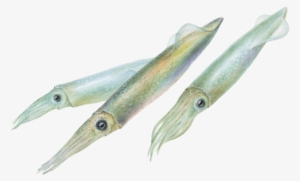 Monterey Bay Aquarium #1280311