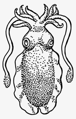 Cuttlefish Squid Fish Svg Clip Arts 378 X 594 Px #1280368