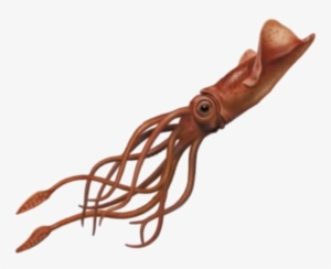 Squid Png Image - Squid Png #1280551