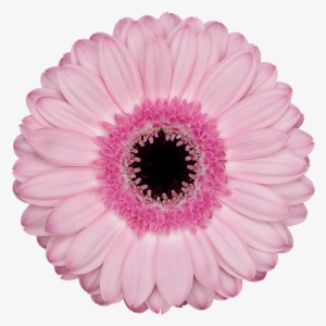 Rosario® - Rosario Gerbera #1280703