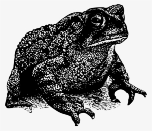 Frog And Toad Frog And Toad Black And White Amphibian - Toad Png #1282188