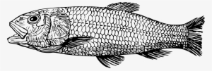 Free Cretaceous Clipart Png - Fish Drawing #1282678