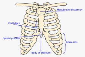Graphic Anatomical Drawing Rib Cage - Huesos Del Torax Para Colorear #1284019