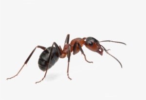 Crayola Marker Clipart - Ant Png #1287254