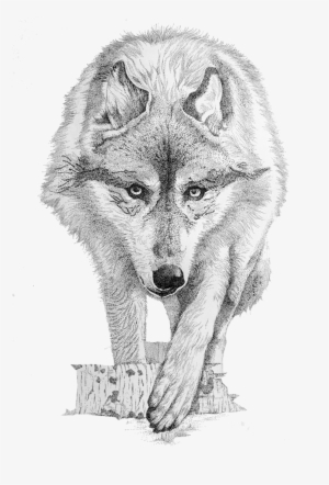 Coyote #1287813