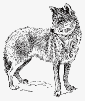 Arctic Wolf Coyote Iberian Wolf Wolf Walking Clip Art - Real Animal Colouring Pages #1287814