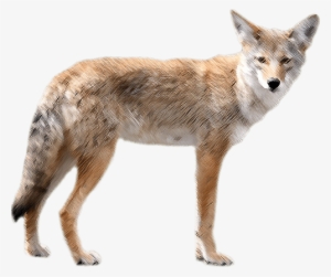 Coyote En Png #1287841