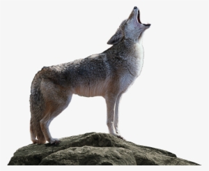Coyote Png Transparent #1287860