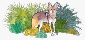 Print Design - Swift Fox #1287887