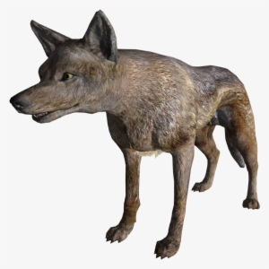 Coyote - Fallout Coyote #1287967