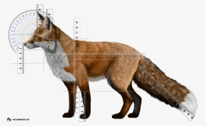 Fox Domestication And Pet Ownership #1287969