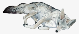 Justine Lee Hirten Illustration Coyote Drawing, Art - Mangy Coyote Art #1288038