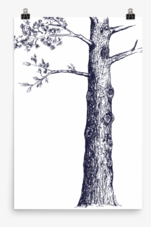 Pine Tree Sketch - Illustration #1288175