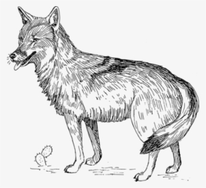 Coyote Animal Illustrations Black Wolf Dog Black And - Coyote Clipart Black And White #1288253