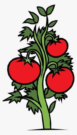 Tomato Plant PNG, Transparent Tomato Plant PNG Image Free Download - PNGkey
