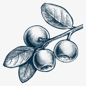 How Our Co-op Works - Sketch Drawing Of Berries #1288743