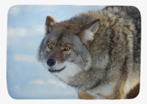 Coyote #1289023