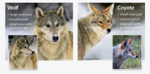 Resizedimagewzywmcwzmtnd Coyote Vs Wolf - Wolves And Coyotes #1289047