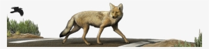 Coyote Crossing #1289174