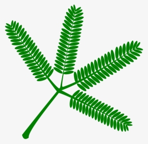 This Free Icons Png Design Of Mimosa Set Of Twigs- #1294450