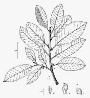 Leafy Twigs With Figs - Line Art #1294852