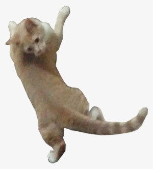 Cat On Imgur - Dog Catches Something #1295342