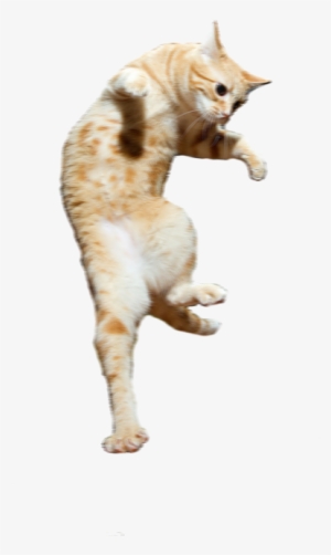 Picture - Cat #1295434