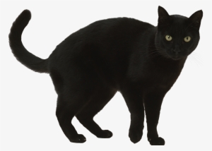 Black Cat By Sylvana Creation-daeh3zy - Average Size For Cat #1295457