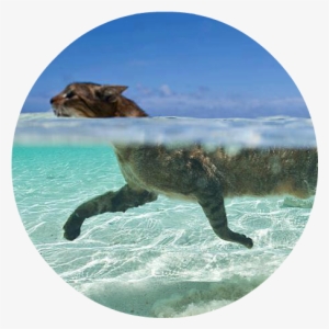 Cat Inw Atercvvcxfd - Swimming Cat #1295649