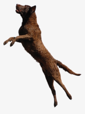 Dog Bg Photo Anbum - Puma #1295932