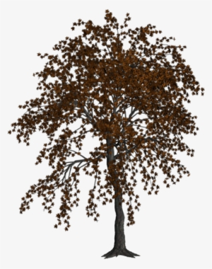 Autumn Tree By Cimarron - Autumn Tree #1295961