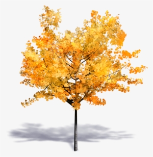 Generic Autumn Tree - О́сень Png #1295988