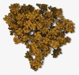 Fall Tree Png 44 Chestnut Tree Autumn Fall Tree Png - Drawing #1296063