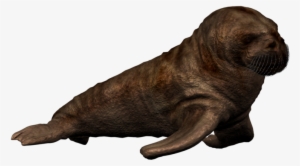 Walrus Png Photo - Walrus Calf Png #1296339