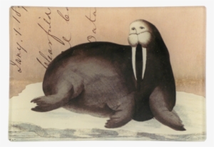 Walrus Letter Walrus Letter - Walrus Letter Mini Tray #1296445