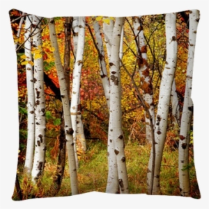 Birch Trees Fall #1296514