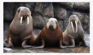 Pacific Walruses Housed At Six Flags Discovery Kingdom - Pacific Walruses #1296643