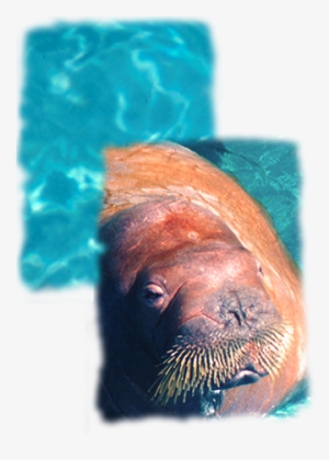 Walrus - Seaworld Parks & Entertainment #1296666