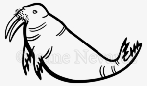 An Amusing Alternate Image I Was Contemplating Putting - Walrus #1296791