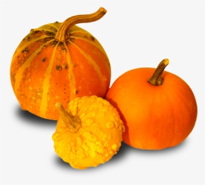 Contacto - Pumpkins And Gourds Png #1296931