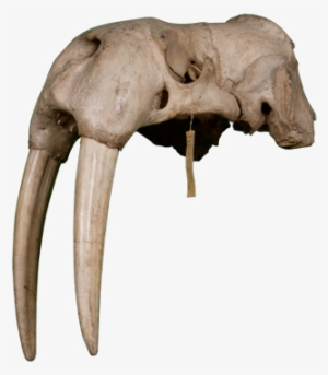 3d View - Walrus #1297008